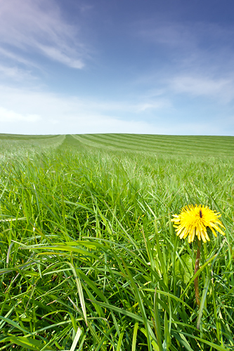 Summer - UK Scenery