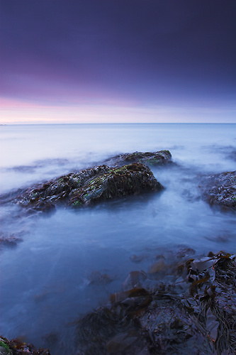 Seaweed, North Sea - Northumberland
