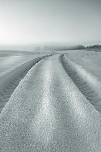 Snow Tracks - Monochrome
