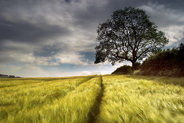 Barley Field - UK Scenery