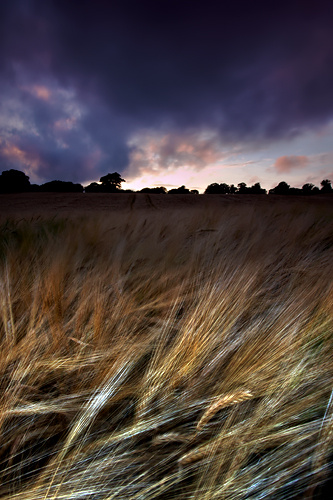 Barley Field - UK Scenery