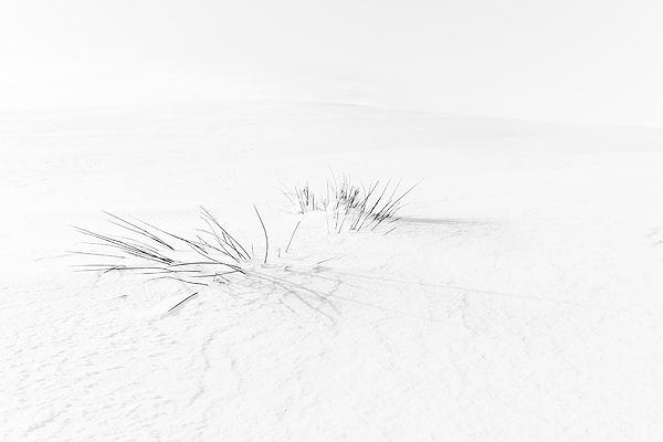 Reaching For Light - UK Scenery