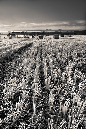 Straw - UK Scenery