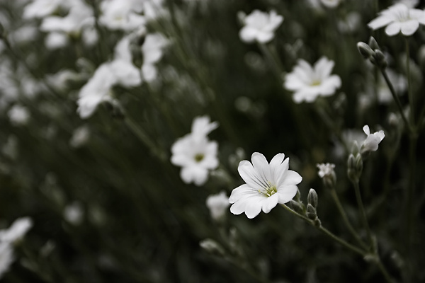 Daisy - Anything Goes