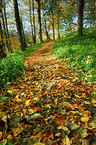 Autumn Walk - UK Scenery