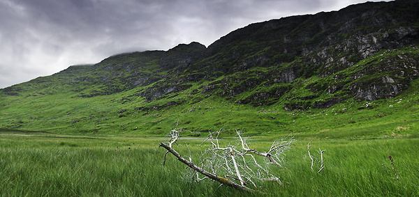 Dead Wood - Panoramas