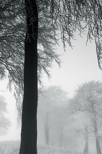 Frozen Mist - UK Scenery