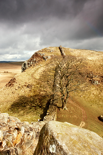 Sycamore Gap, Hadrian's Wall - Northumberland