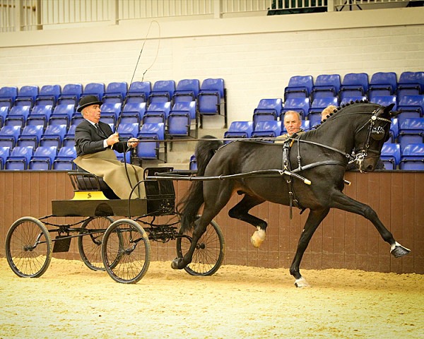 Home 09 - EQUESTRIAN - SLIDESHOW IMAGES
