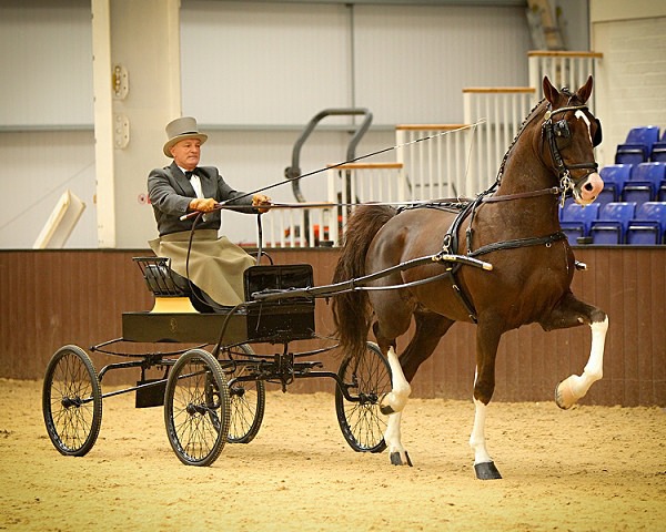 Home 08 - EQUESTRIAN - SLIDESHOW IMAGES