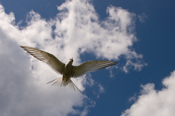 Arctic Tern - Birds