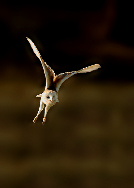 Barn Owl - Birds