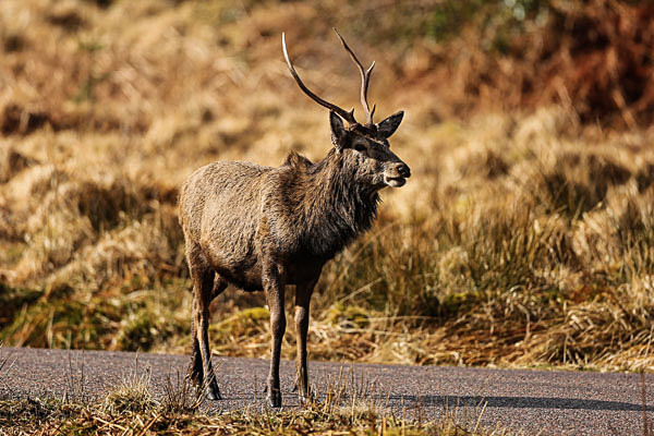 Red Deer, Glen Etive - Wildlife
