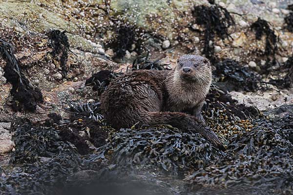 Eurasian Otter, Isle of Mull - Wildlife