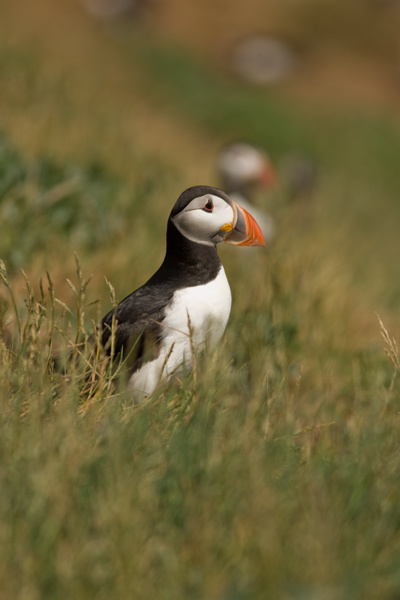 Puffin - Birds