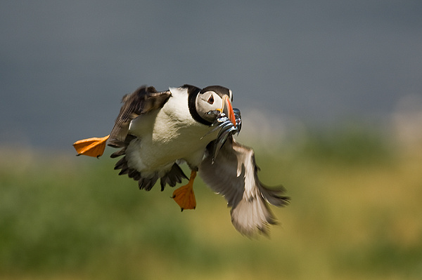 Puffin - Birds