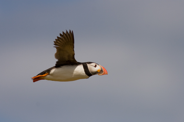 Puffin - Birds