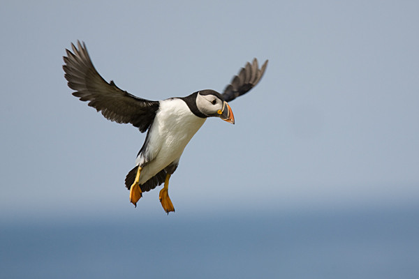  - Birds
