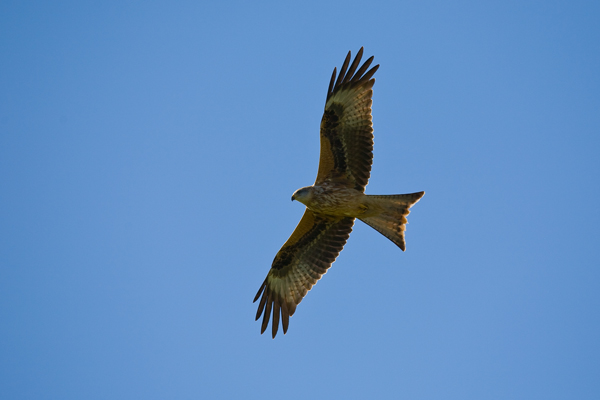 Red Kite - Birds