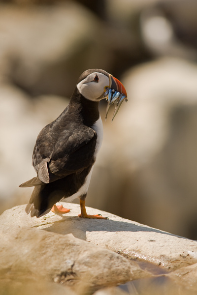 Puffin - Birds