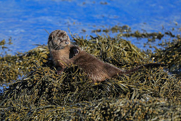  - Wildlife