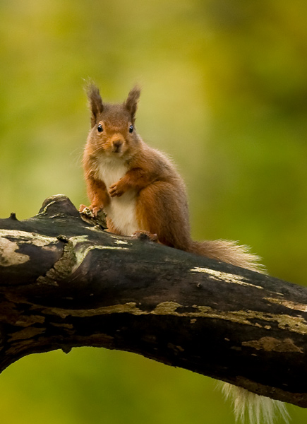 Red Squirrel - Wildlife