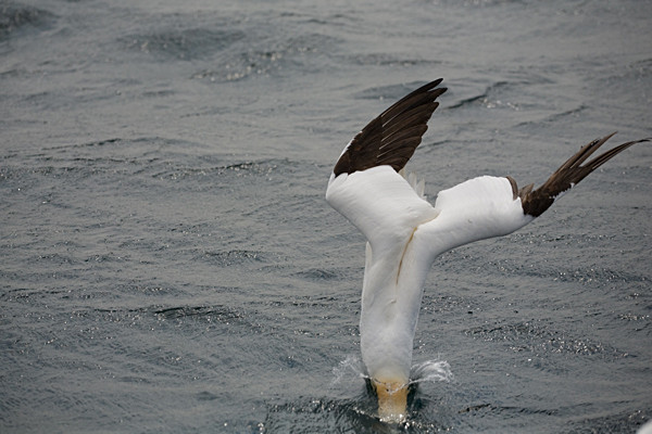  - Birds