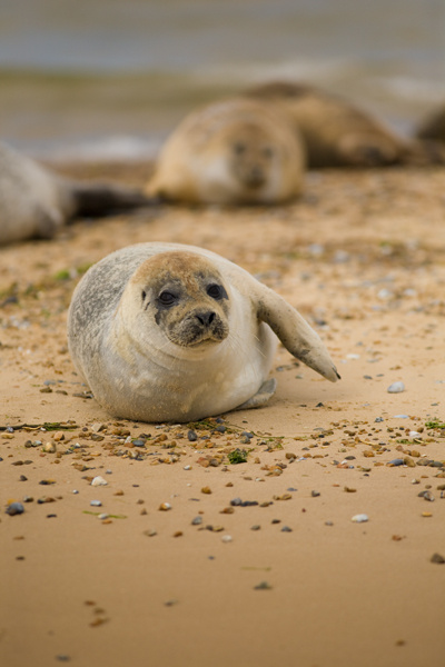 Common Seal - Wildlife