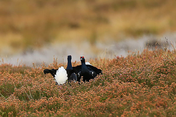 Black Grouse, Cairngorms - Birds