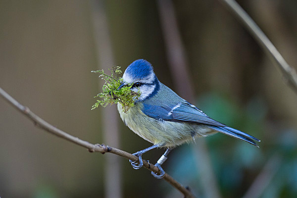  - Birds