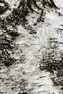 Birch Bark - Abstract