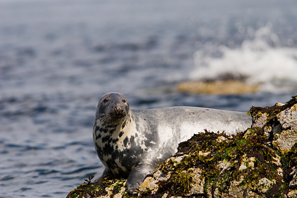  - Wildlife