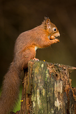  - Wildlife
