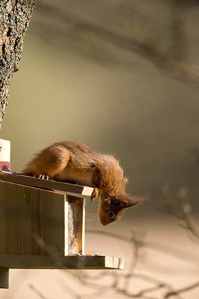 Red Squirrel - Wildlife