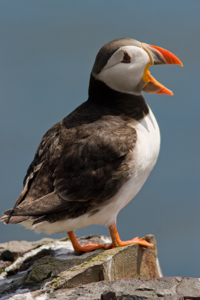 Puffin - Birds