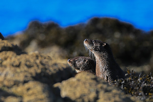  - Wildlife