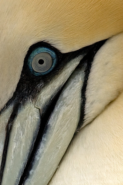  - Birds