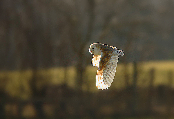 Barn Owl - Birds