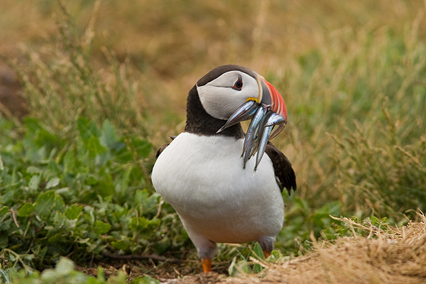 Puffin - Birds