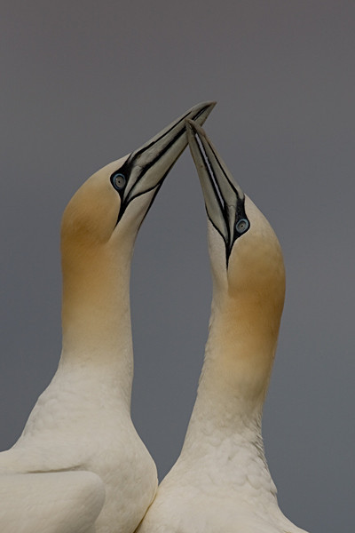  - Birds