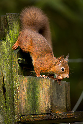  - Wildlife