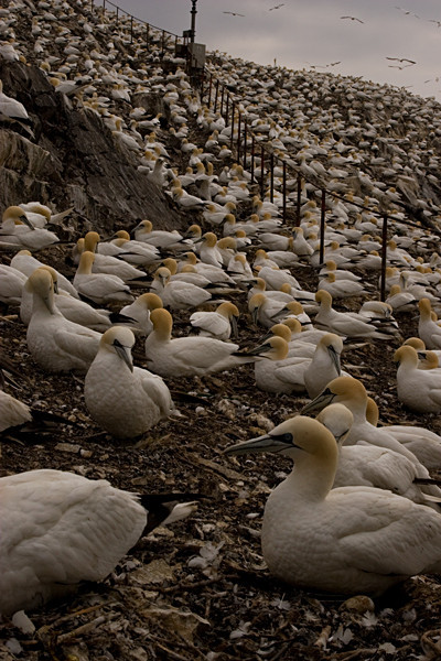  - Birds