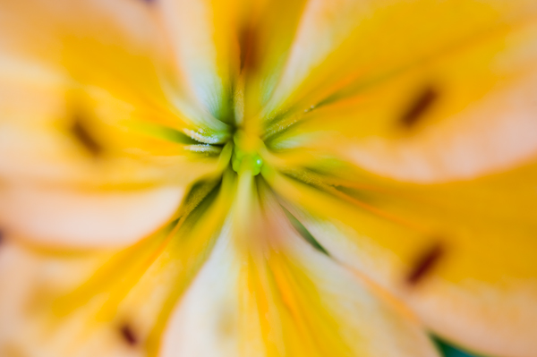 Lily - Macro