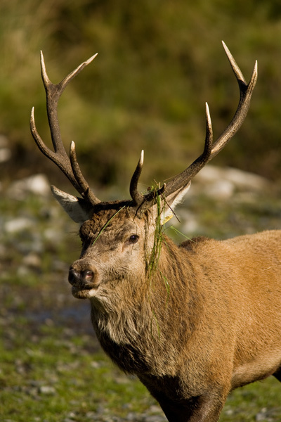 Red Deer Rut - Wildlife