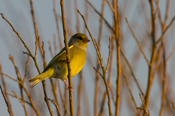 Greenfinch - Birds