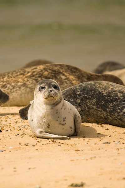 Common Seal - Wildlife