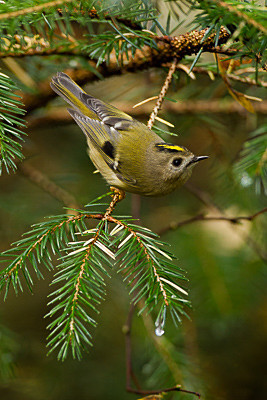 Goldcrest - Birds