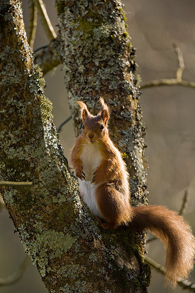 Red Squirrel - Wildlife