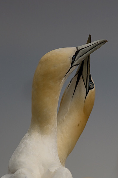  - Birds