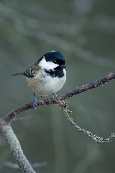 Coal Tit - Birds